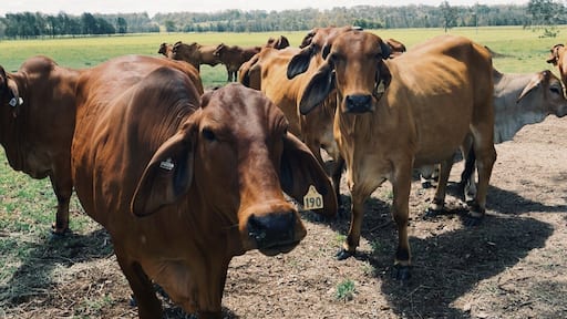 Stopped off en route to Byron Bay and has a look (and a pat) at these beauties. They were so friendly, the little ones even came out of their gate to stand next to us and eat #cows #australia #rural #roadtrip