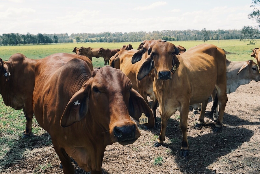 Stopped off en route to Byron Bay and has a look (and a pat) at these beauties. They were so friendly, the little ones even came out of their gate to stand next to us and eat #cows #australia #rural #roadtrip