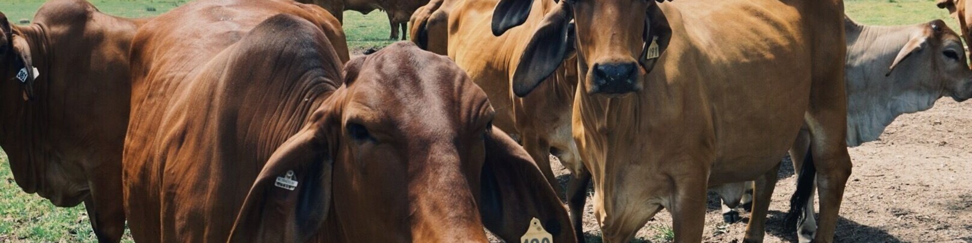 Stopped off en route to Byron Bay and has a look (and a pat) at these beauties. They were so friendly, the little ones even came out of their gate to stand next to us and eat #cows #australia #rural #roadtrip
