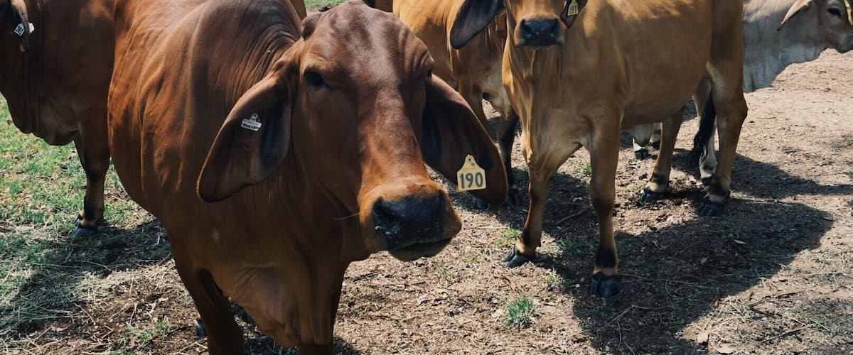 A herd of cattle in a field with a distant tree line.