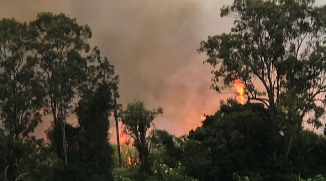 Burning sugar cane prior to harvesting