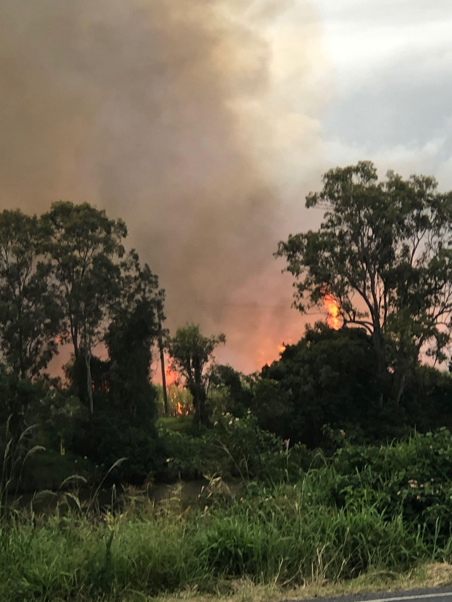 A forest with a fire in the distance.