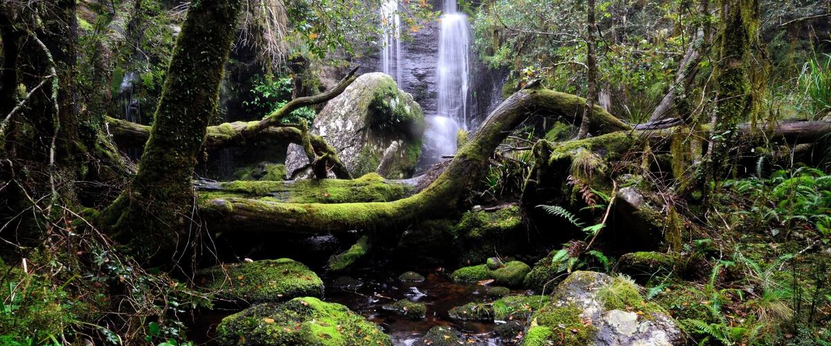 A forested area with a small waterfall and moss-covered rocks.