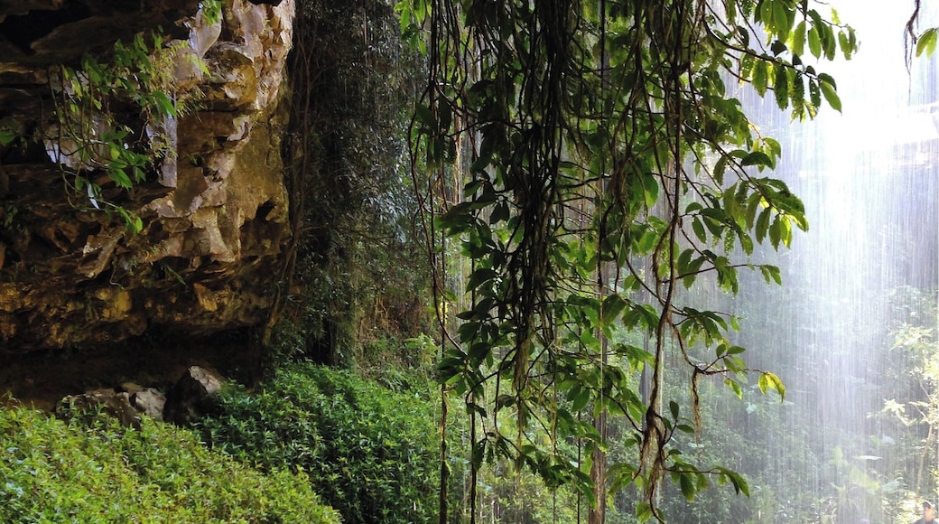 Oh, this is a trail worth hiking! On our Pacific Wanderings Road Trip, from Sydney to Byron Bay, we diverted to the mountains from the coast at Coffs Harbour to explore Dorrigo. Such a great place. #roadtrip #dorrigo