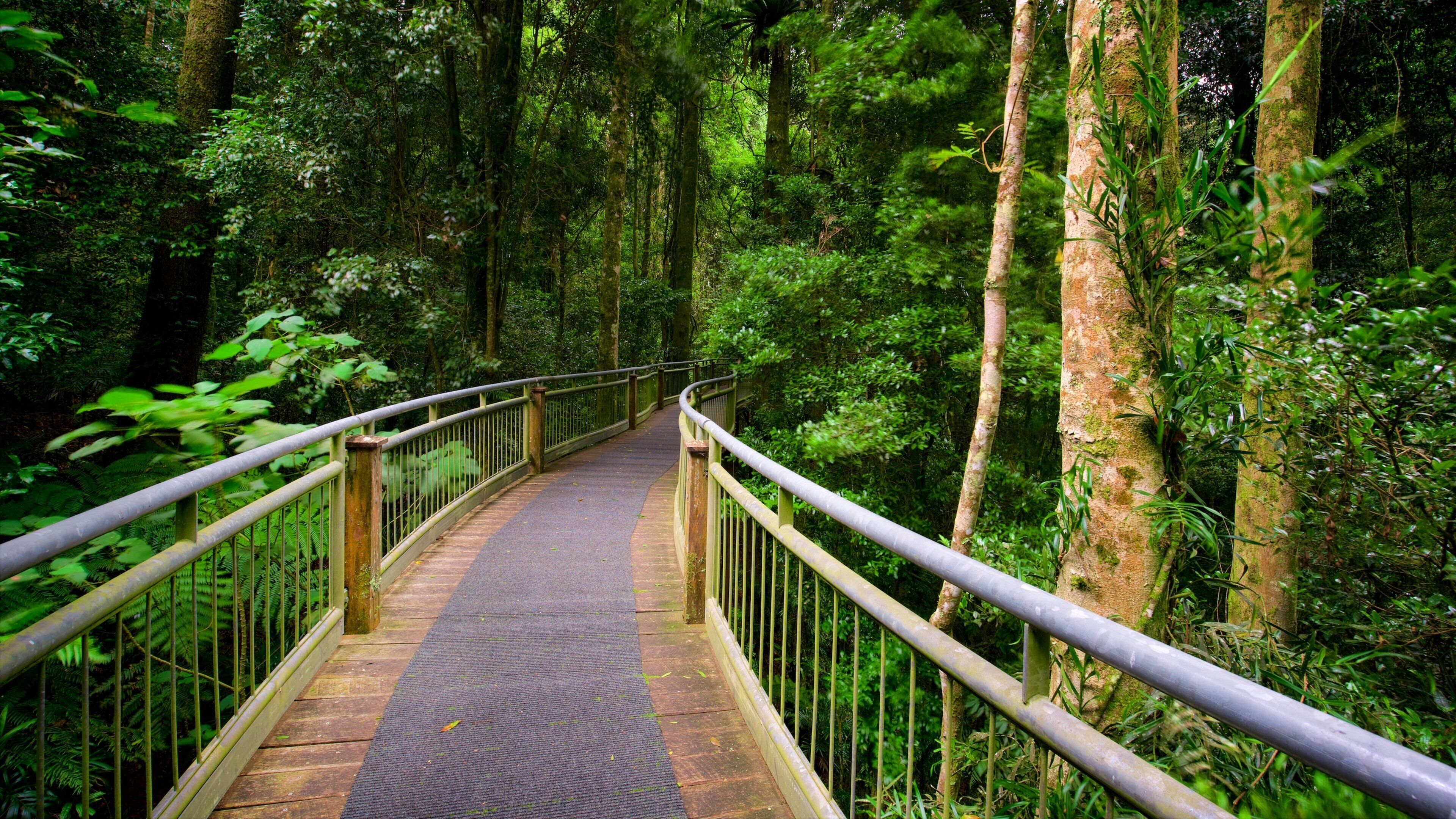 Dorrigo Mountain showing forest scenes and a bridge