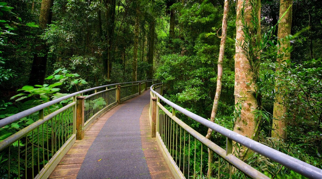 Dorrigo Mountain showing forest scenes and a bridge