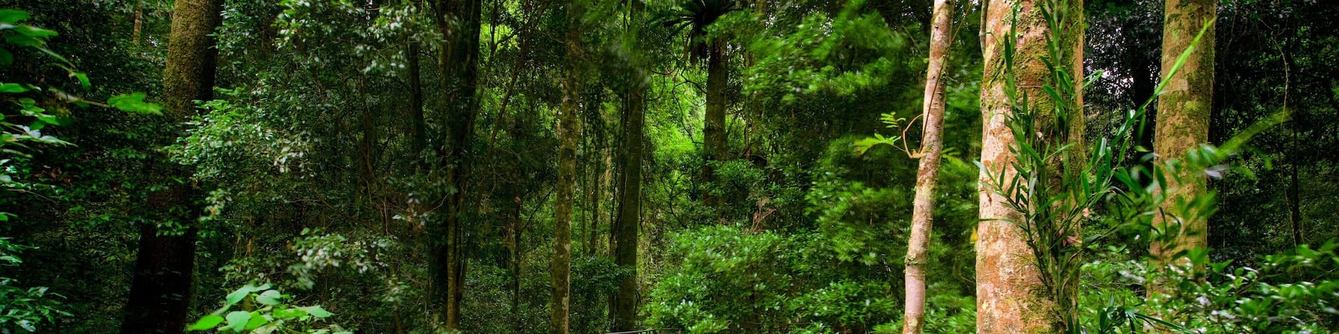 Dorrigo Mountain showing forest scenes and a bridge