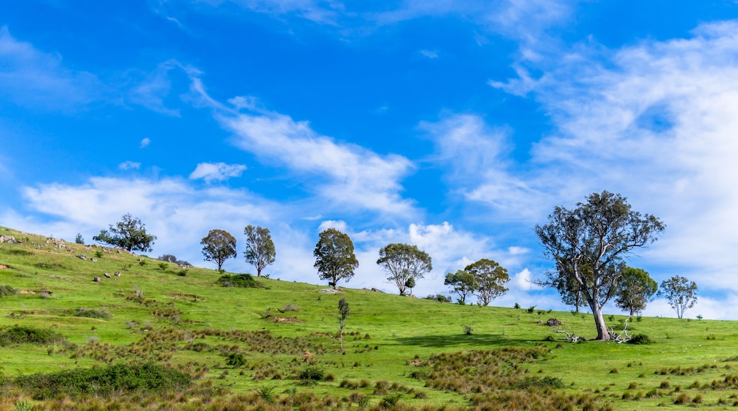 A grassy hillside with scattered trees under a blue sky with clouds.