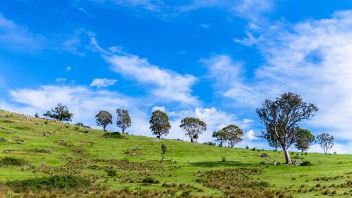 Una ladera cubierta de hierba con árboles dispersos bajo un cielo azul con nubes.