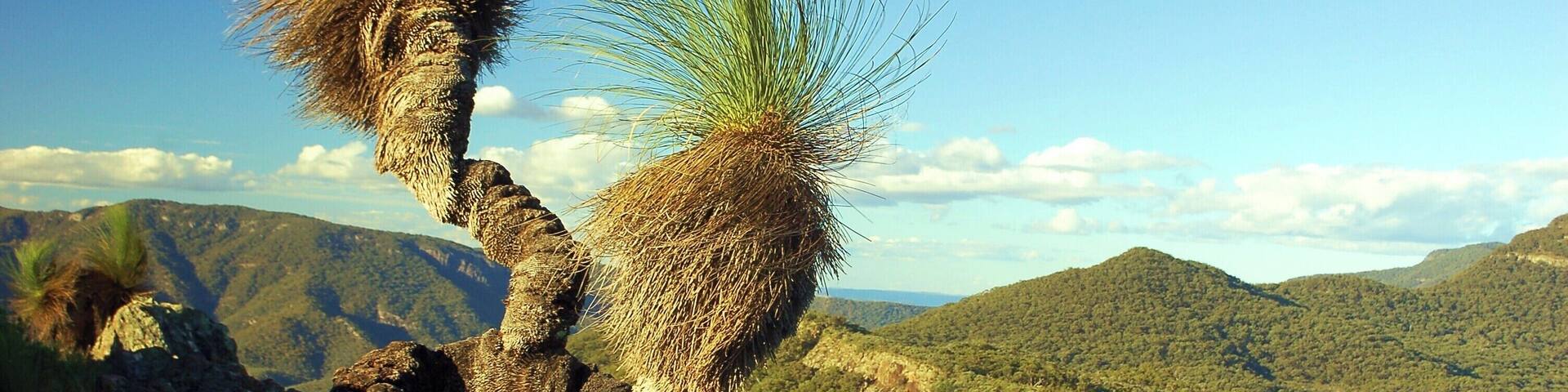 Yulludunida is a dramatic rock formation, a round jagged remnant of a long extinct volcano, here shown with a grass tree sticking out of one of the walls.