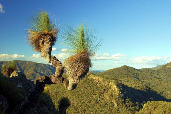 Yulludunida is a dramatic rock formation, a round jagged remnant of a long extinct volcano, here shown with a grass tree sticking out of one of the walls.