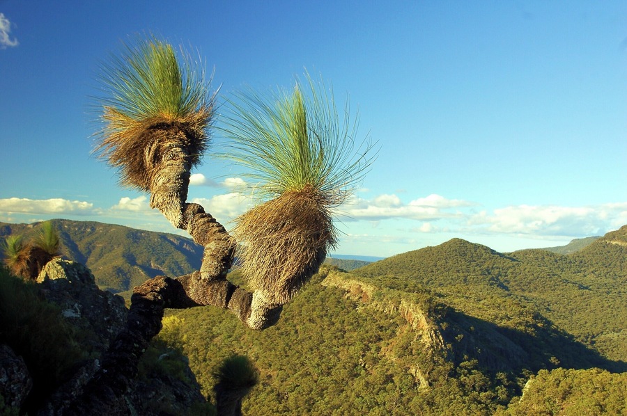 Yulludunida is a dramatic rock formation, a round jagged remnant of a long extinct volcano, here shown with a grass tree sticking out of one of the walls.
