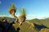 Yulludunida is a dramatic rock formation, a round jagged remnant of a long extinct volcano, here shown with a grass tree sticking out of one of the walls.