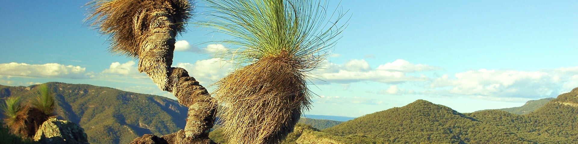 Yulludunida is a dramatic rock formation, a round jagged remnant of a long extinct volcano, here shown with a grass tree sticking out of one of the walls.