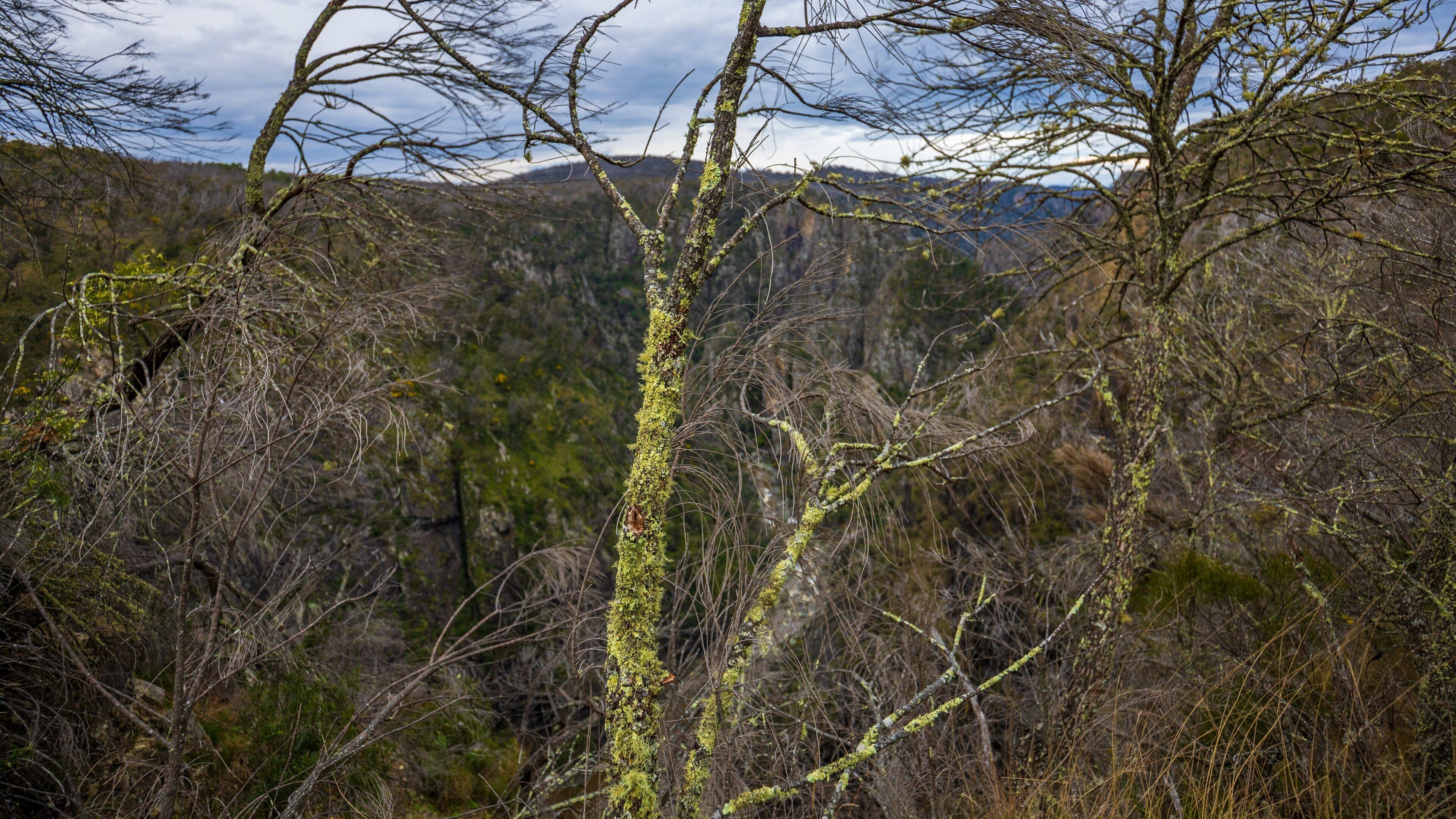 Dangarsleigh featuring tranquil scenes