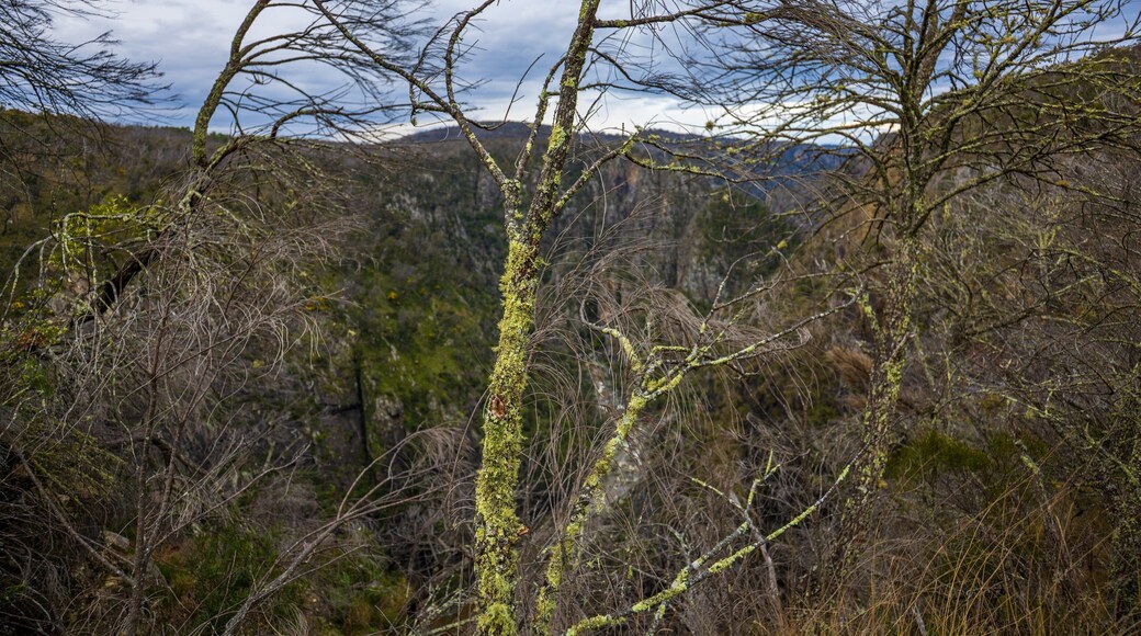 Dangarsleigh featuring tranquil scenes