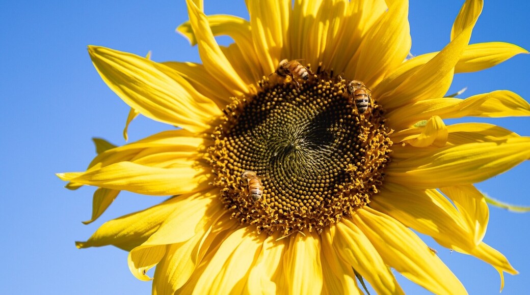 Wonderful spot to roam and pick your own sunflowers #nature