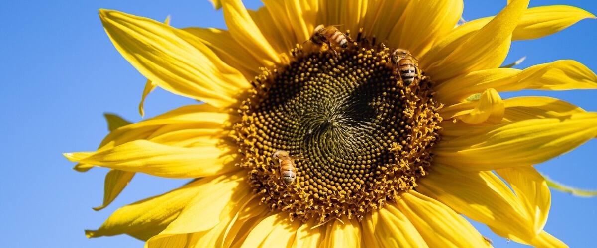 Wonderful spot to roam and pick your own sunflowers #nature