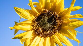 Wonderful spot to roam and pick your own sunflowers #nature