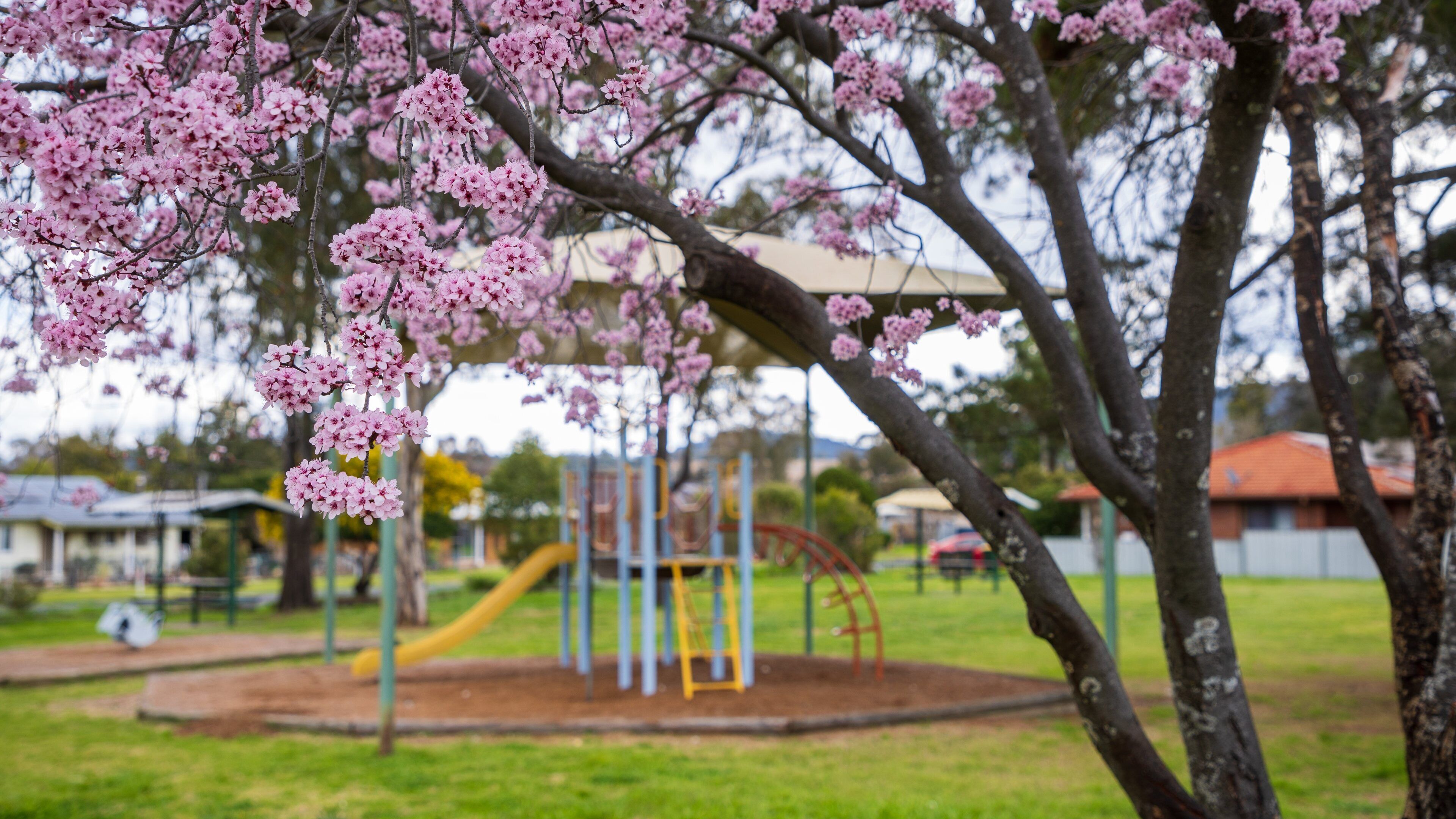 Moonbi showing wildflowers, a playground and a garden