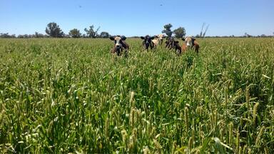 Farm in Australia
