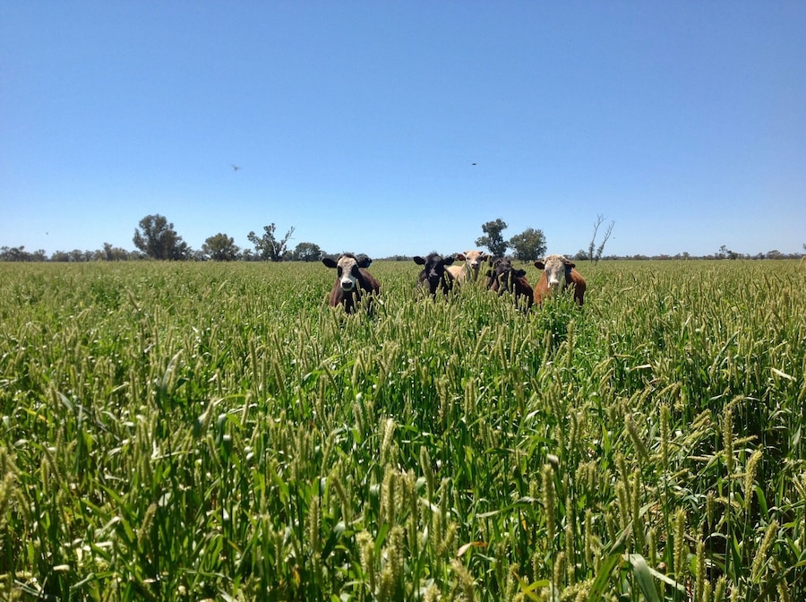 Farm in Australia