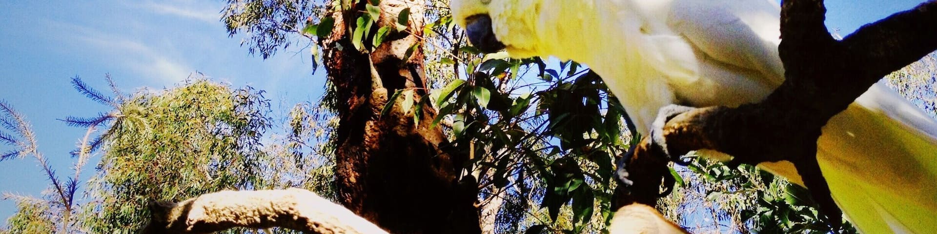 Cockatoos are native to Australia and you can you can find large flocks of them everywhere. They are typically not afraid of humans, so don't expect them to get out of your way. #LifeAtExpedia