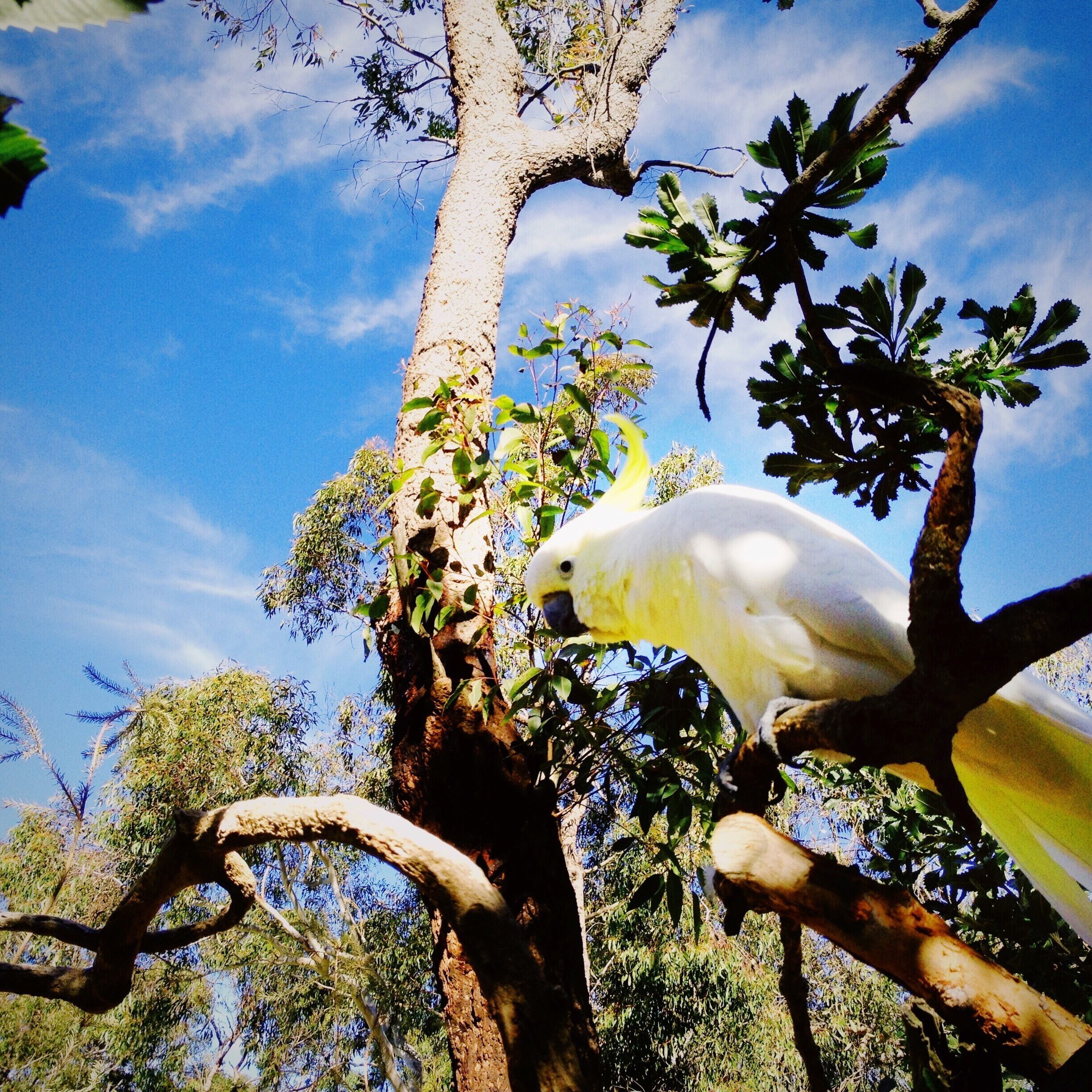 A white cockatoo perched on a tree branch with green leaves and a clear blue sky in the background.