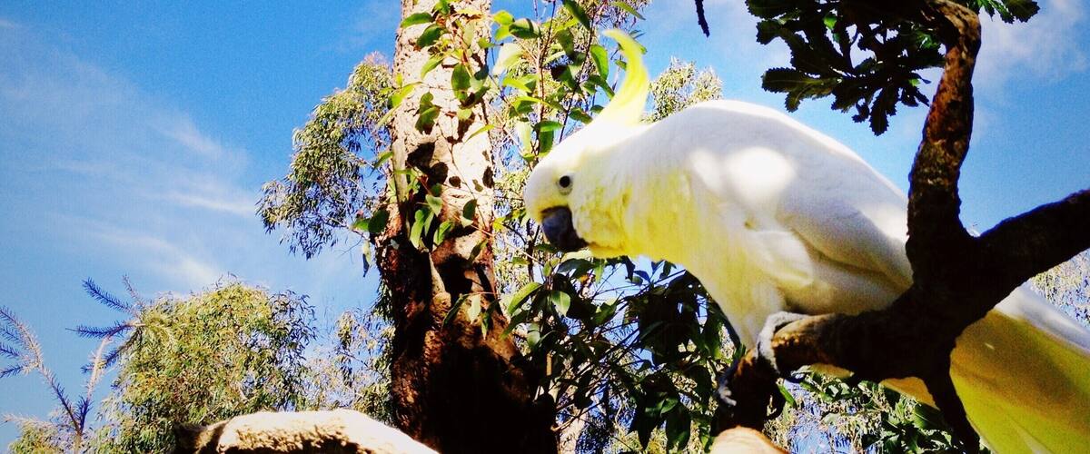 A white cockatoo perched on a tree branch with green leaves and a clear blue sky in the background.