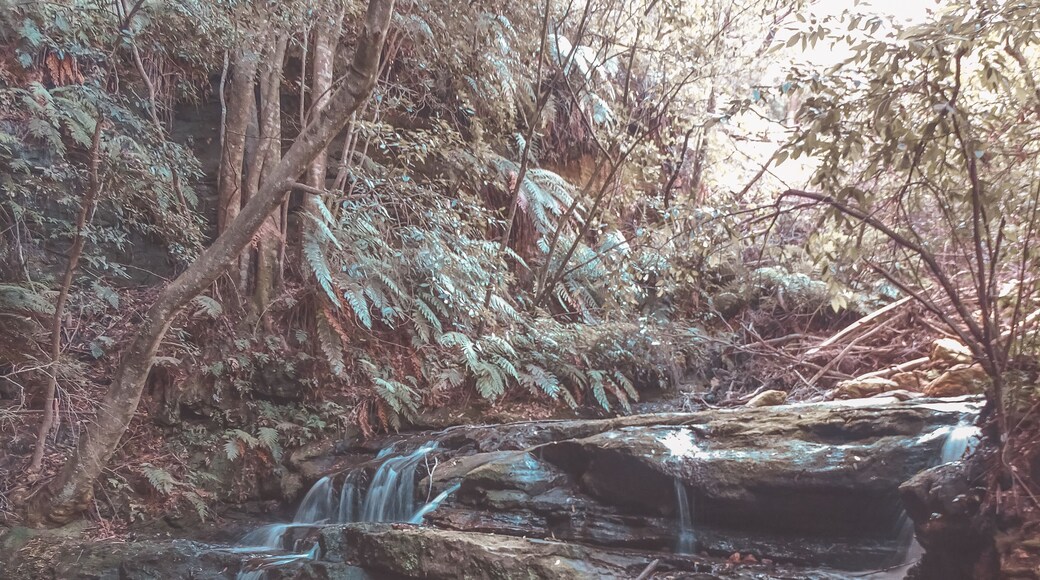 Waterfalls in the Blue Mountains
#nature #australia