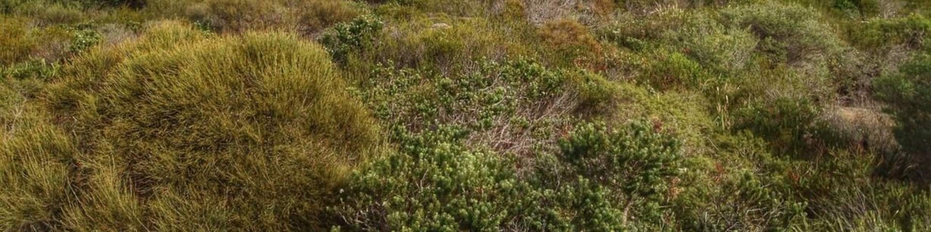 The Nature Trail from Curl Curl Beach to Dee Why will give you great beach and ocean views and you'll feel like the city is a million miles away. Start at Curl Curl Surf Life Saving Club and walk north through the headland. The walk is about 2km and the trail is easy to follow.