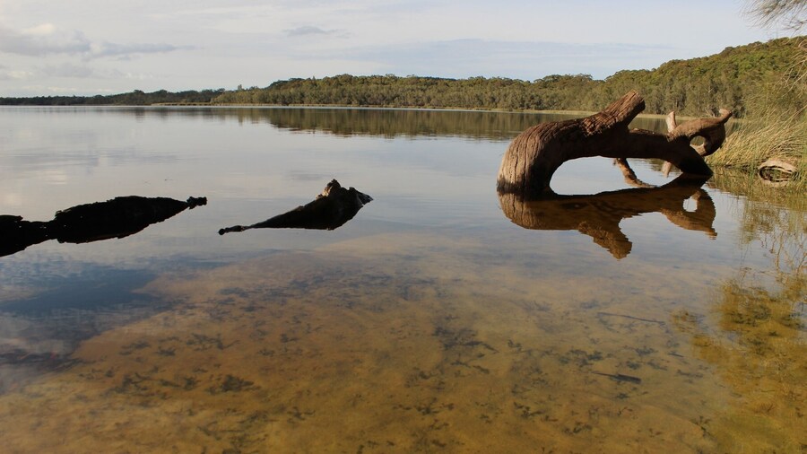 Spent a week camping at Myall Lake. A great place for some peace and quiet. Also spotted heaps of kangaroos!
