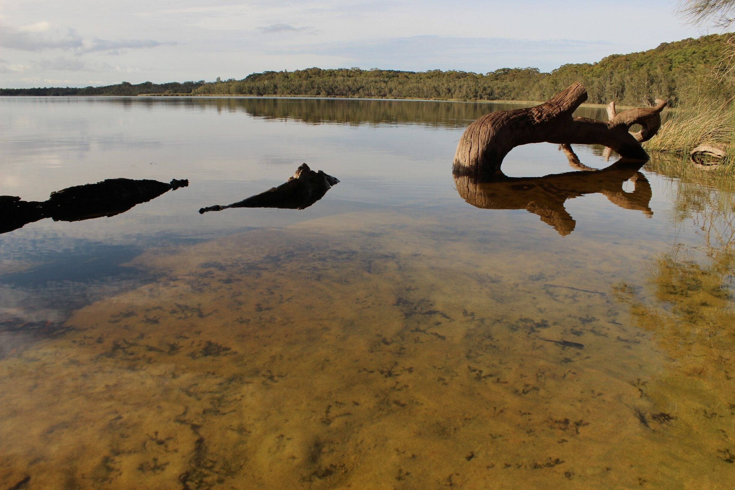 A calm lake with a large log in the center and reflections of the surrounding trees.