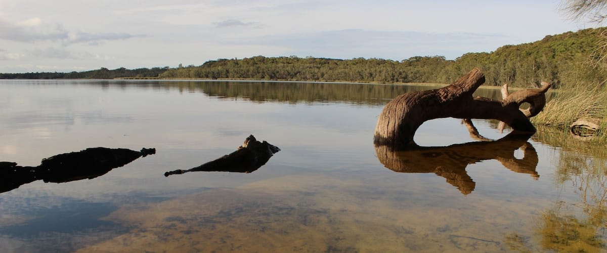 A calm lake with a large log in the center and reflections of the surrounding trees.