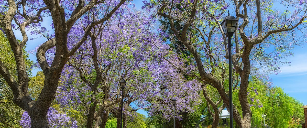A park with purple flowering trees, a paved walkway, and benches.