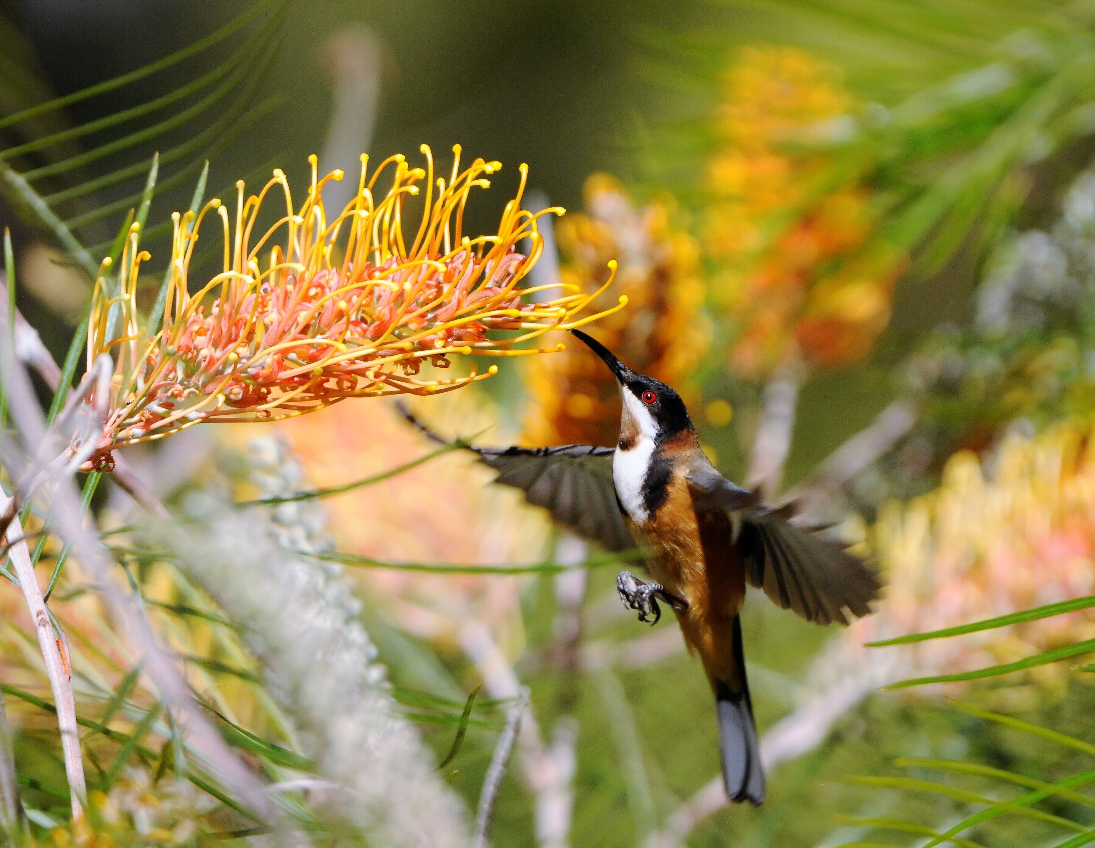 One of the things I'm interested in is nature photography.  When I moved to Buttaba I discovered a grevillea in a park not too far away and the honeyeaters love it.
This is an eastern spinebill.  Apart from small raptors this is about the only bird I know that hovers in Australia.  It's not as competent as a hummingbird but it still made for a nice photo.