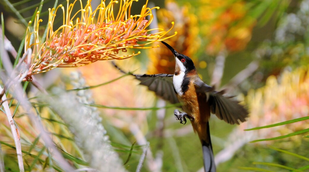 One of the things I'm interested in is nature photography. When I moved to Buttaba I discovered a grevillea in a park not too far away and the honeyeaters love it.
This is an eastern spinebill. Apart from small raptors this is about the only bird I know that hovers in Australia. It's not as competent as a hummingbird but it still made for a nice photo.