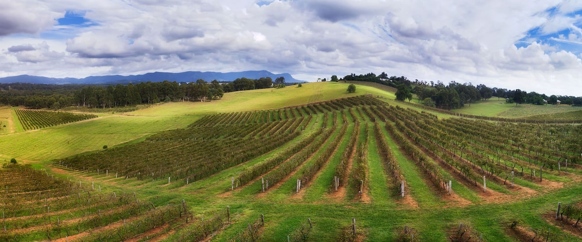 A vineyard with rows of grapevines on rolling hills and a mountainous backdrop.