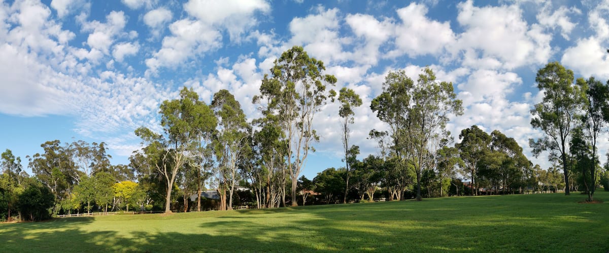 A grassy field with tall trees and a blue sky with clouds.