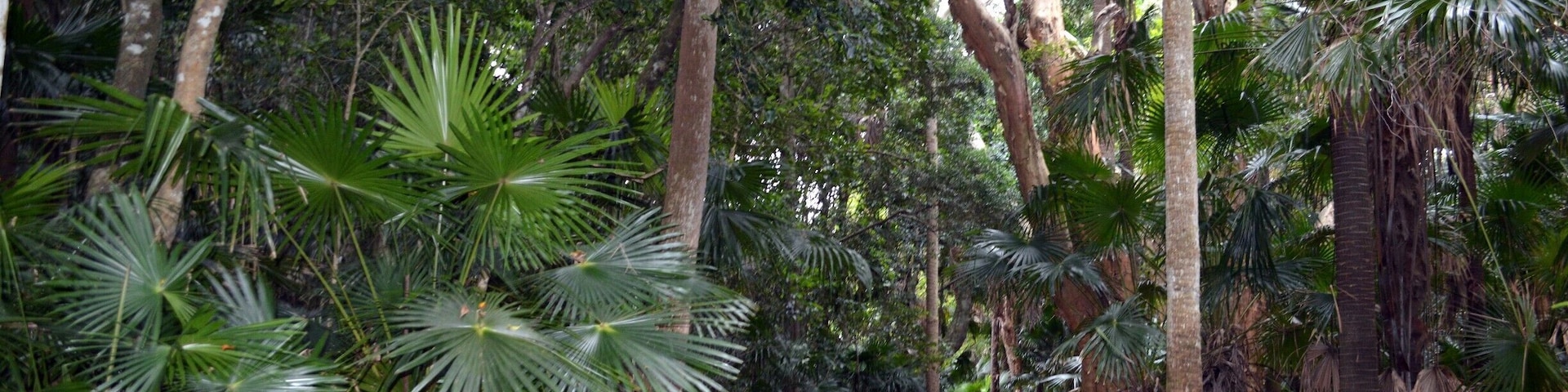 At our little camp spot in Mungo Brush, only metres from where we were, there is a small rainforest loop which took us out along the lakes edge and around past a windmill helping to pump water. This only take 20 minutes but its a beautiful little walk through some really pretty National Park with birds etc.