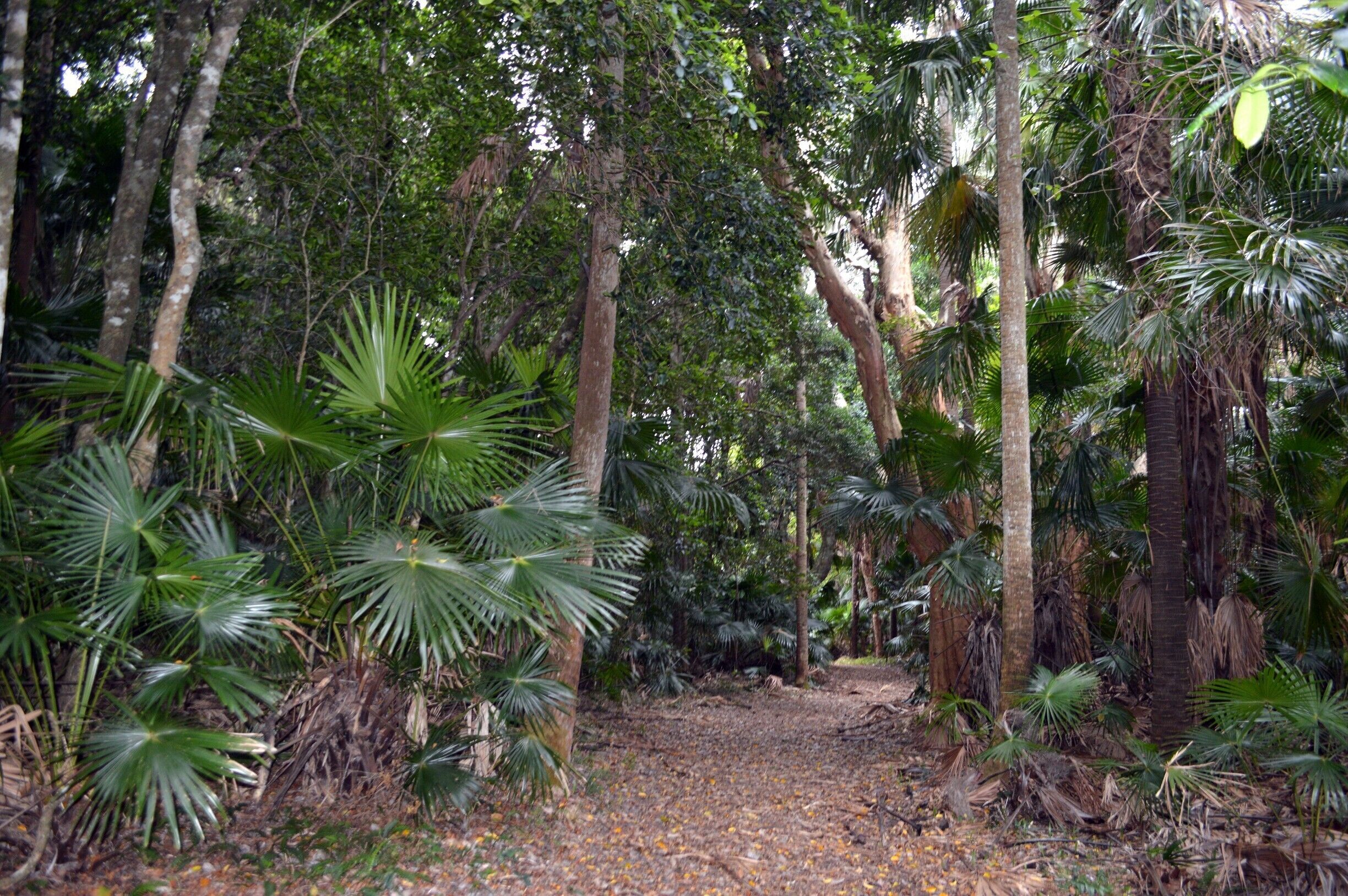 A forest path surrounded by tall trees and tropical foliage.