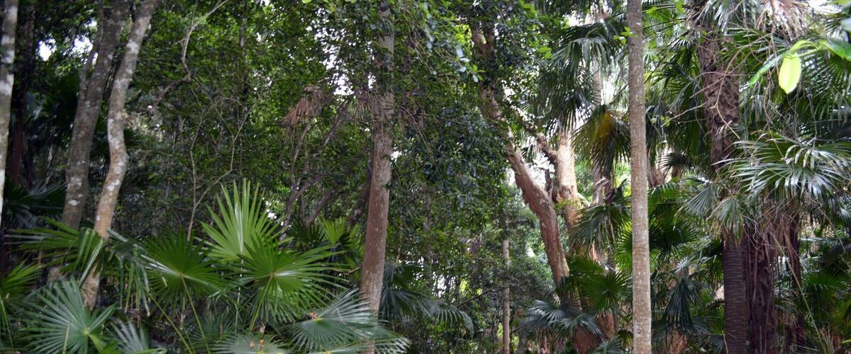 A forest path surrounded by tall trees and tropical foliage.