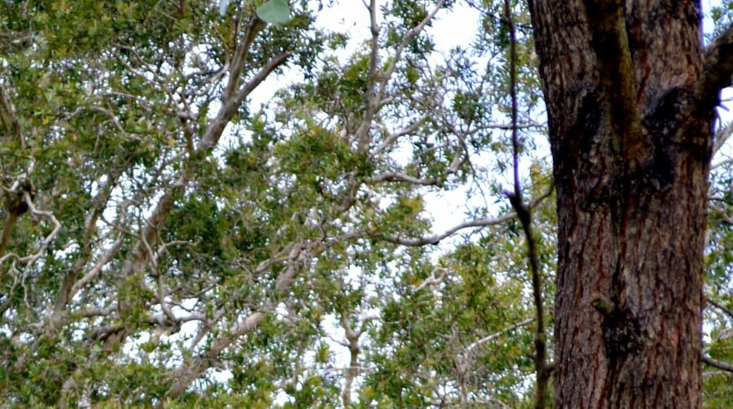 Birds galore in this National Park. These beautiful Australian Native Kookaburras were very friendly and there was a family of them. They would swoop down to you to pounce on a grub in the ground they could see from great heights. Love these guys.