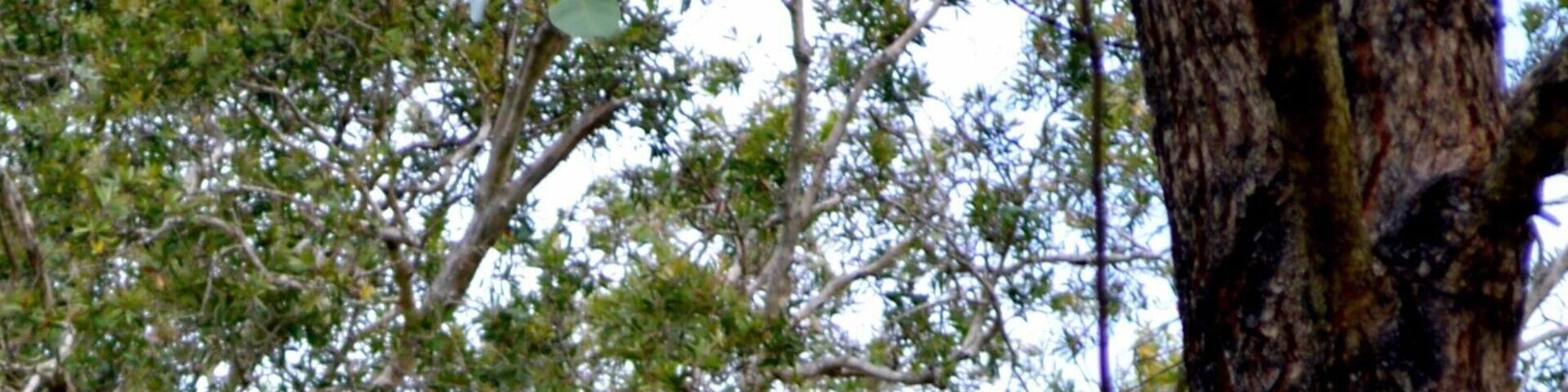 Birds galore in this National Park. These beautiful Australian Native Kookaburras were very friendly and there was a family of them. They would swoop down to you to pounce on a grub in the ground they could see from great heights. Love these guys.