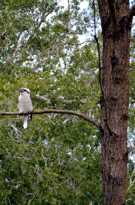 Birds galore in this National Park. These beautiful Australian Native Kookaburras were very friendly and there was a family of them. They would swoop down to you to pounce on a grub in the ground they could see from great heights. Love these guys.