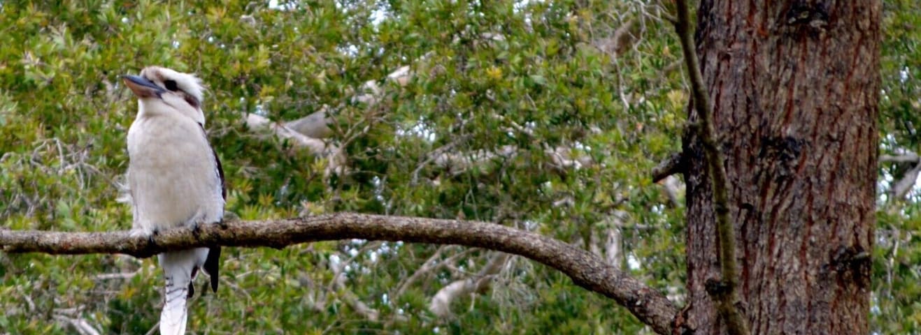 Birds galore in this National Park. These beautiful Australian Native Kookaburras were very friendly and there was a family of them. They would swoop down to you to pounce on a grub in the ground they could see from great heights. Love these guys.