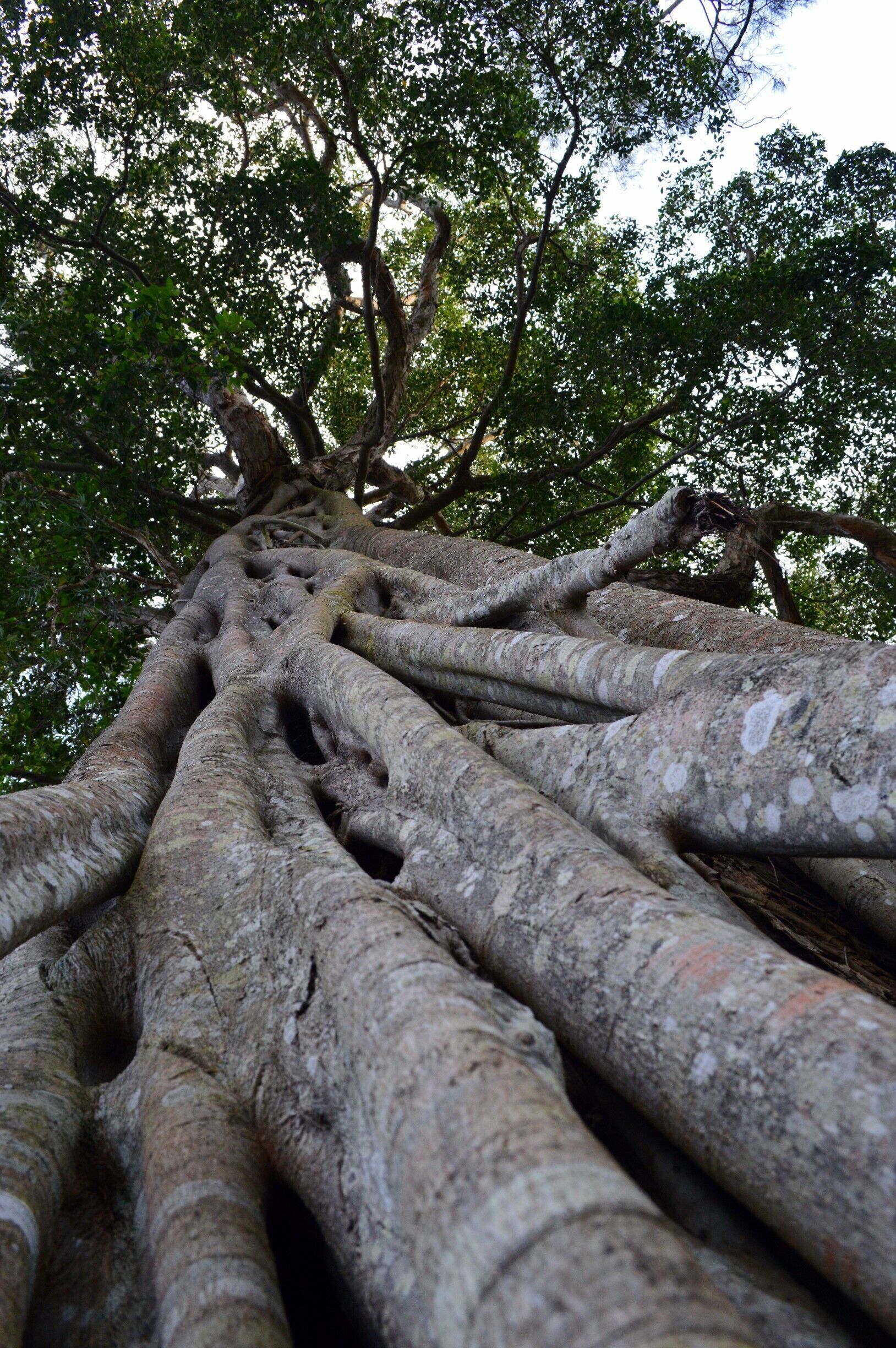 Check out the trunk on this tree!!!  Feeling small.  Beautiful shade from the heat of the day.  I just love how these trees are so strong and healthy.  Right on the banks of Myall Lakes.  They have a great spot to stand so tall and proud. 
