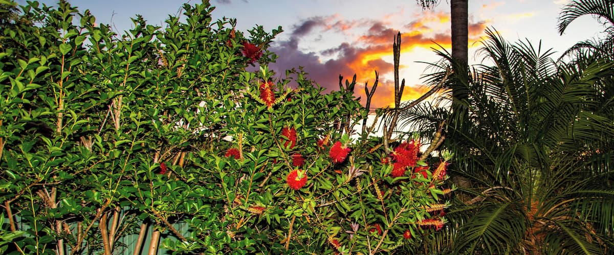Aussie Bottle Brush