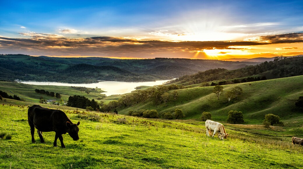 Un paysage vallonné, avec un lac et des vaches qui paissent.