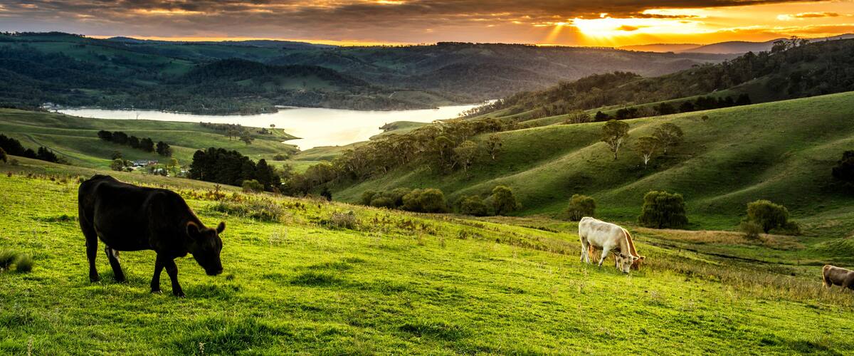 A landscape with rolling hills, a lake, and cows grazing.
